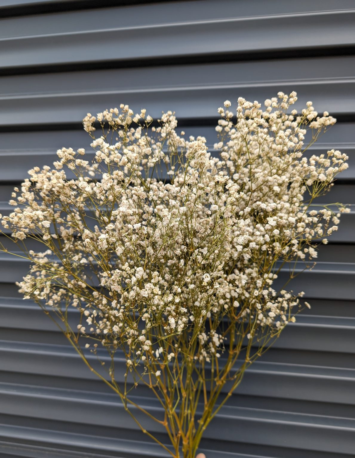 Original Dry Off white Baby Breth For Cake Decorating